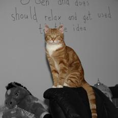 Huskat Bob-Cat *tidligere*