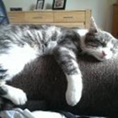 Blanding af racer Sofus