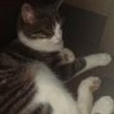 Blanding af racer Sofus