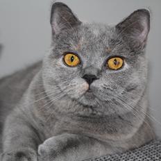 British Shorthair Cilli (Født Trunte)