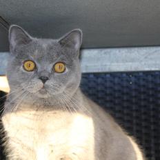 British Shorthair Cilli (Født Trunte)