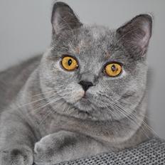 British Shorthair Cilli (Født Trunte)