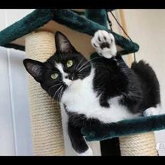 Huskat LilleMis (MadsHerman)<3