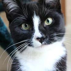 Huskat LilleMis (MadsHerman)<3