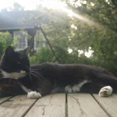 Blanding af racer Killer