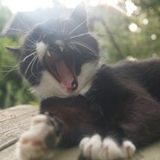 Blanding af racer Killer