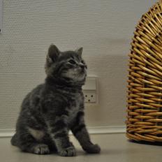 Huskat Modi 2013-2016