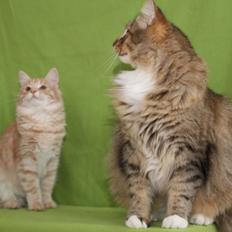 Norsk Skovkat DK Himmark´s Mr. Topper