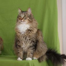 Norsk Skovkat DK Himmark´s Mr. Topper