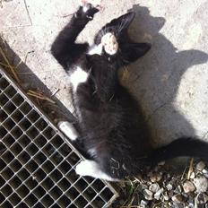 Huskat Lurifaks (solgt )