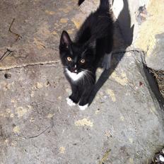 Huskat Lurifaks (solgt )