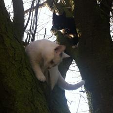 Huskat Lurifaks (solgt )