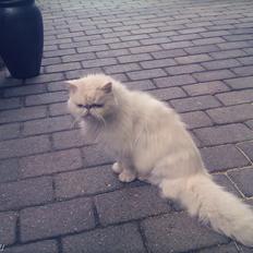 Perser Bonna´s Snow Jason † R.I.P. 2011