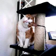 Huskat Möllermaus (Möllermilch)