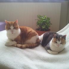 Huskat Möllermaus (Möllermilch)