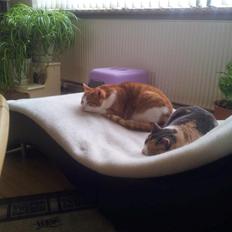 Huskat Möllermaus (Möllermilch)