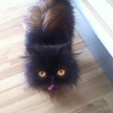 Perser Herlovinias Cornelia Baze