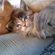 Maine Coon Dina "Leave The Light On"