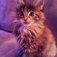 Maine Coon Dina "Leave The Light On"