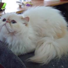 Perser Dk sin fink Aisja 