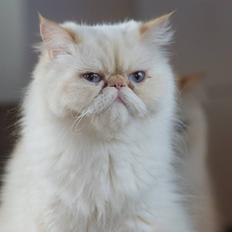 Perser Dk sin fink Aisja 