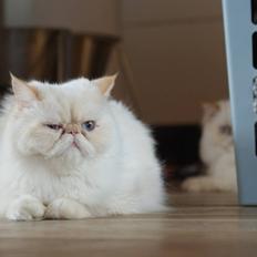 Perser Dk sin fink Aisja 