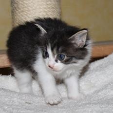 Kurilean Bobtail DK*Klokmose's Razzer