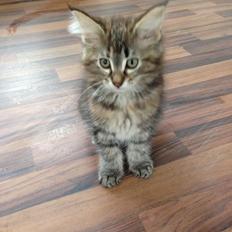 Norsk Skovkat Dk Bulbjergs Bailey