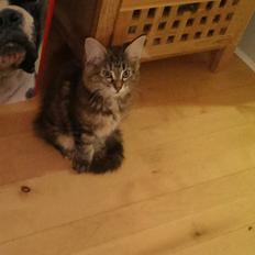 Norsk Skovkat Dk Bulbjergs Bailey