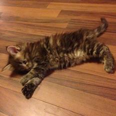 Norsk Skovkat Dk Bulbjergs Bailey