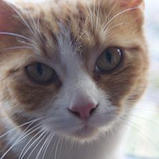 Blanding af racer Mango