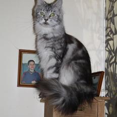 Maine Coon Sunways Madam Mim 7/8