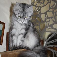 Maine Coon Sunways Madam Mim 7/8