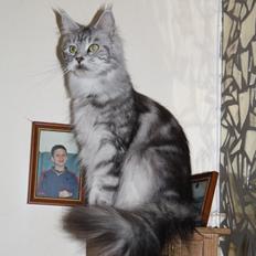 Maine Coon Sunways Madam Mim 7/8