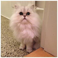 Perser Baron Bright Bently Beauperfield DK