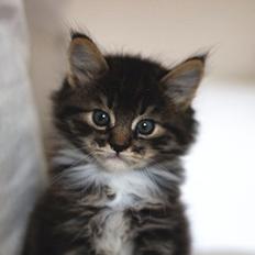 Blanding af racer Albert