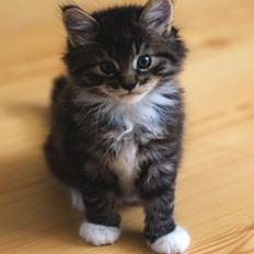 Blanding af racer Albert