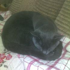 Blanding af racer Loulou