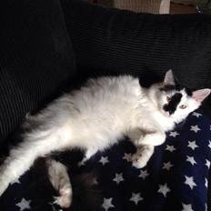 Blanding af racer Molly (Fnuggi)<3