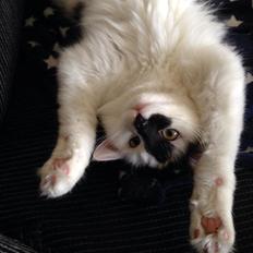 Blanding af racer Molly (Fnuggi)<3