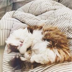 Blanding af racer Anne-Sophie (Fie)