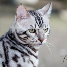 Bengal PiramoCats Loki Lee