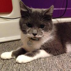 Huskat Moustach katten Kira