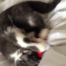 Huskat Moustach katten Kira