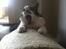Huskat Elvis