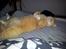 Huskat Guffe
