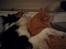 Huskat Guffe