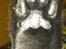 Huskat Ofelia