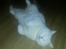 British Shorthair | Ludvig