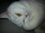 British Shorthair | Ludvig